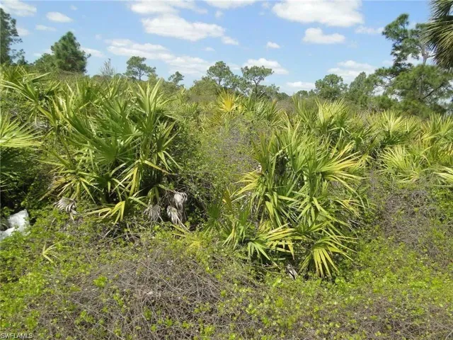 View of local wilderness