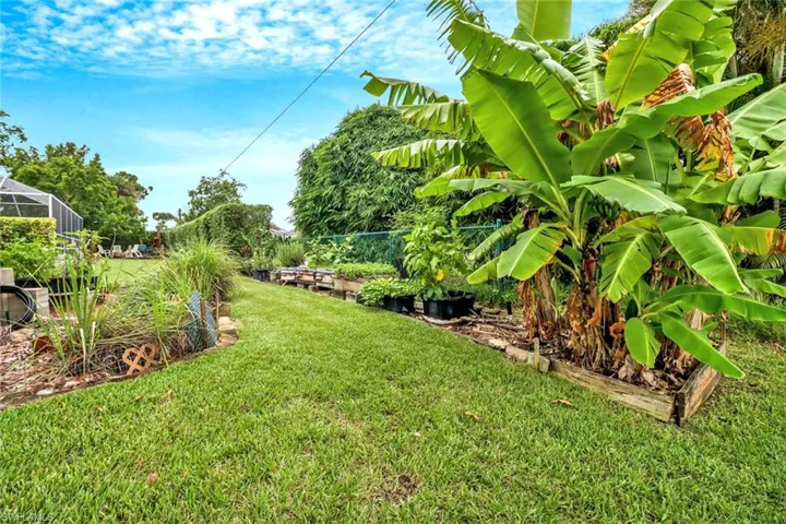 Banana tree