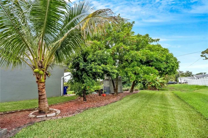 Coconut tree and Avocado tree