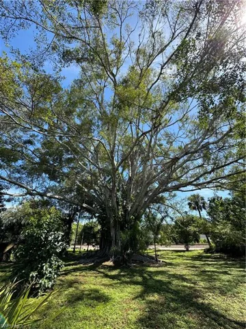 Beautiful Trees
