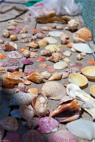 Some of the best shelling in the world