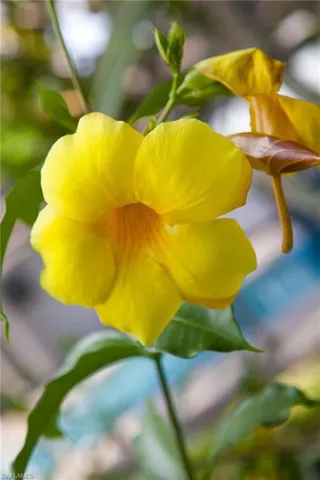 An abundance of tropical foliage awaits