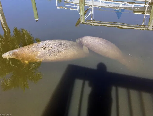 Manatees at play