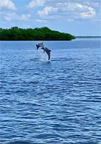 Dolphin view from dock - Virtually Edited Image