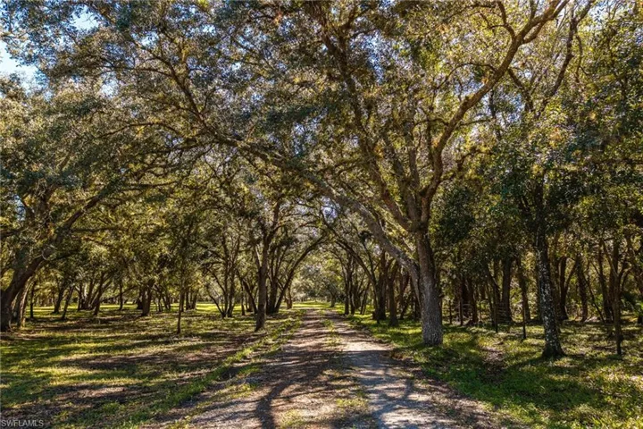 Oak Ladened drive entering the property.