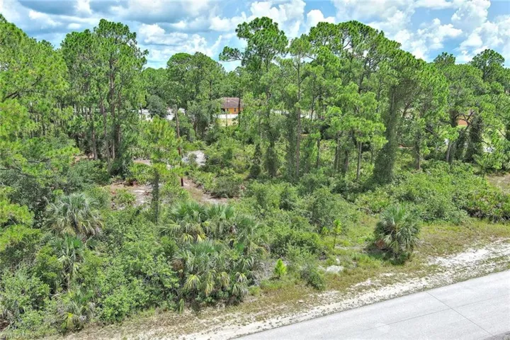 View of tree filled area