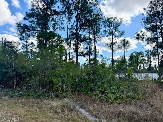 View of local wilderness