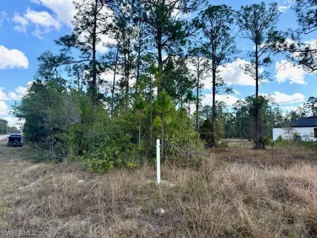 View of local wilderness
