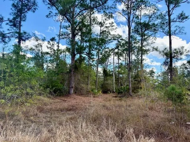 View of local wilderness