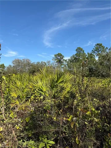 View of nature