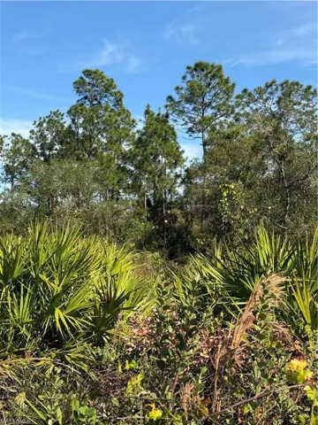 View of local wilderness