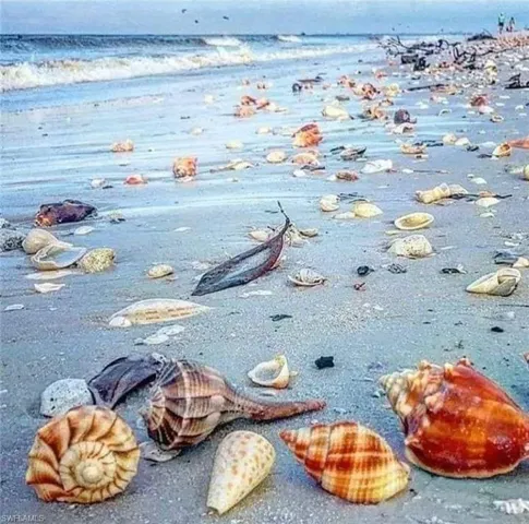 Shells on the beach