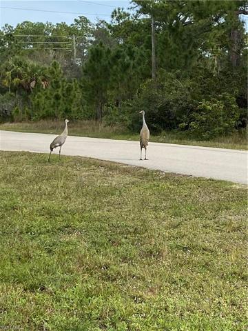 Sandhill cranes are frequent visitors!