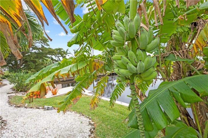 Bannanas anyone? That's right! Your own Bannana grove.