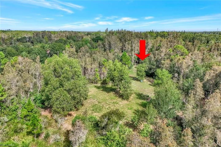 Bird's eye view of a forest