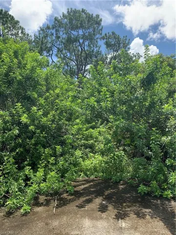 View of local wilderness
