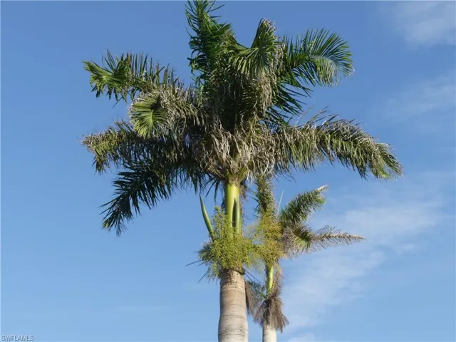 PALM TREES AWAIT YOUR ARRIVAL!!!