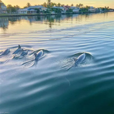 Dolphins are a common sight in the bays
