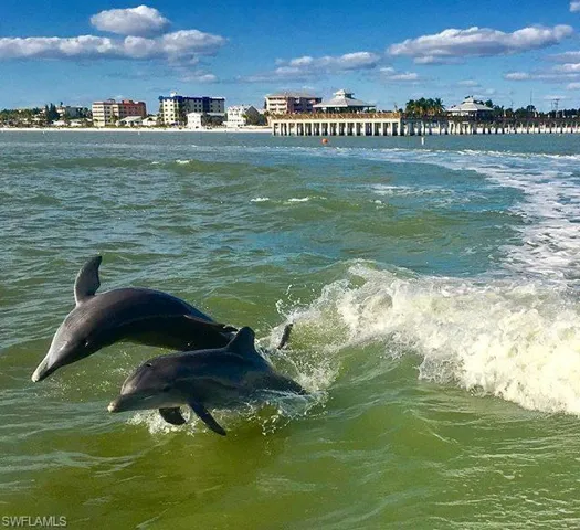 Dolphin fun!