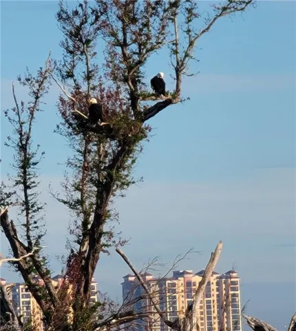 WHAT A MOMENT! TWO OF THEM!! EAGLES!!!