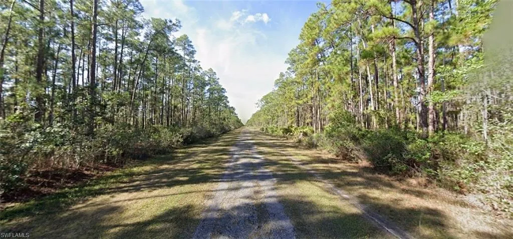 Expansive wooded lot featuring mature pine trees and natural ground cover