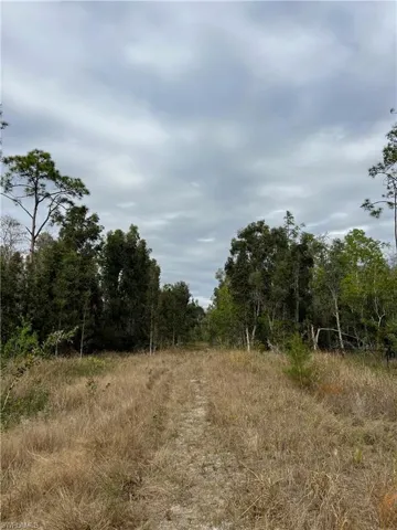 Natural vegetation within the lot.
