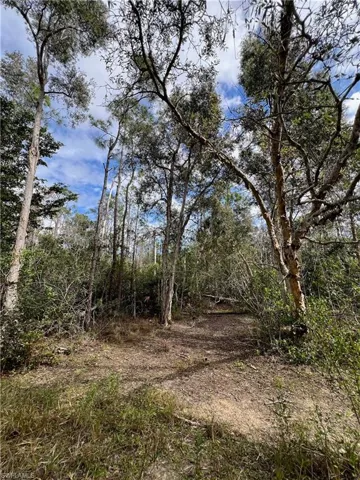 Natural vegetation within the lot.