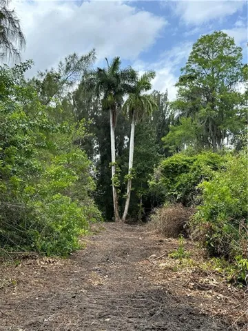Beautiful mature Royal Palms are strewn throughout the property.
