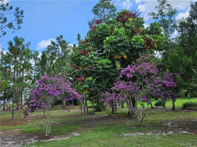 CRAPE MYRTLE
