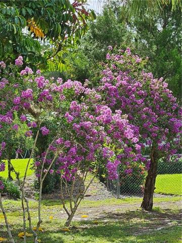 CRAPE MYRTLES IN BLOOM