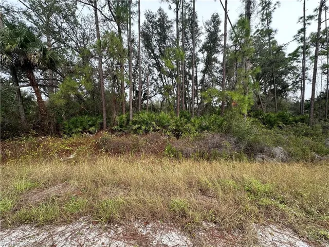 View of local wilderness