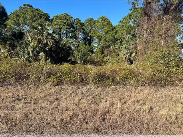 View of local wilderness