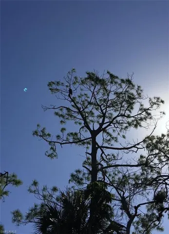 Eagle viewing the golf course