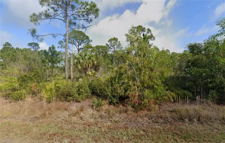 View of local wilderness