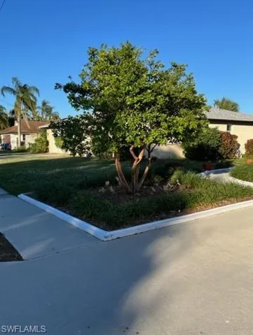 Guava Tree ~ Front Corner of Property