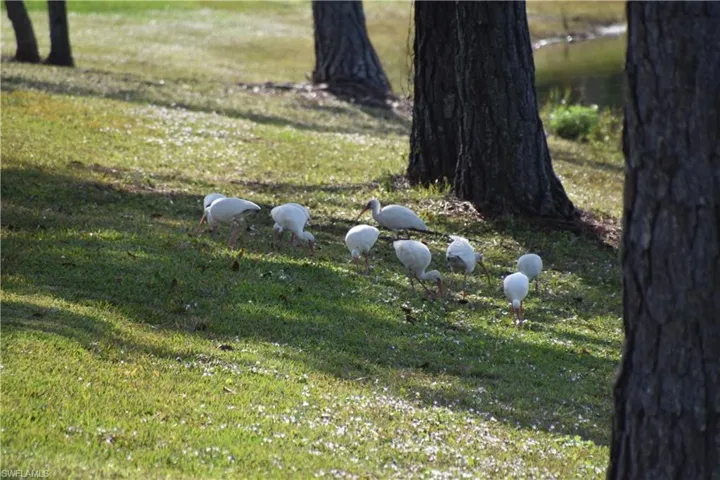 View of grassy yard