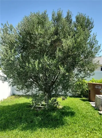 Olive tree