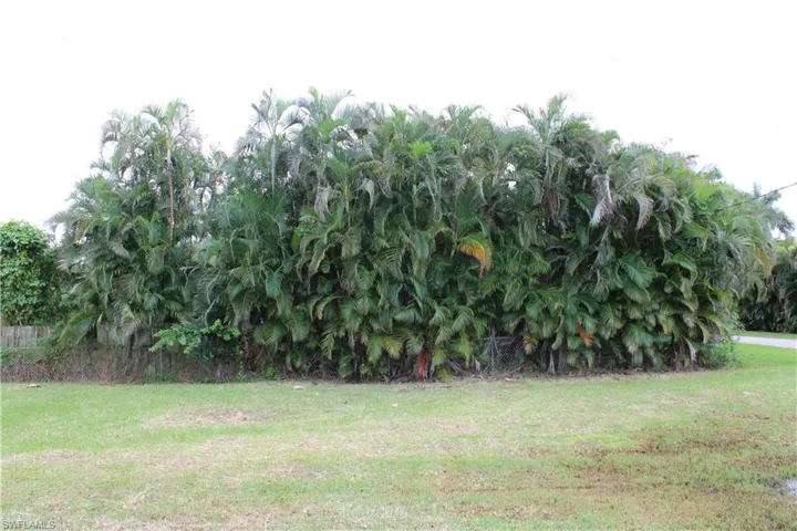 View of grassy yard & privacy trees.