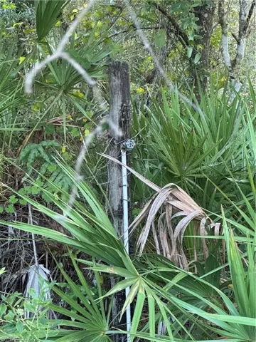 View of local wilderness