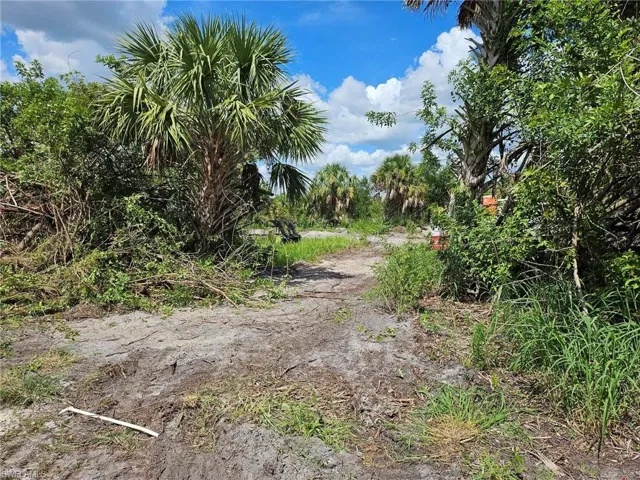 View of local wilderness