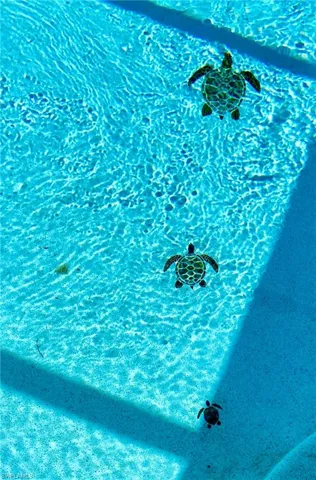 Pool turtle family
