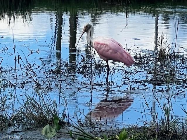 Rosette Spoonbills make an appearance in the winter months....gotta love those snowbirds!