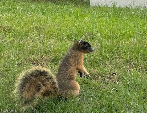 One of the cute little Fox Squirrels in the neighborhood!