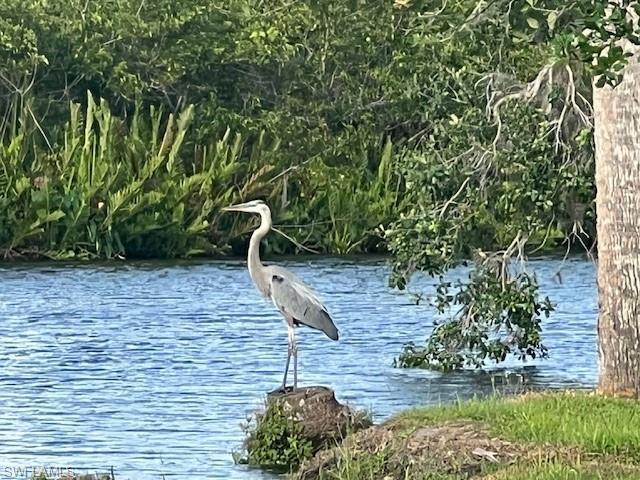 Great Blue Heron is a common site along the riverbank.
