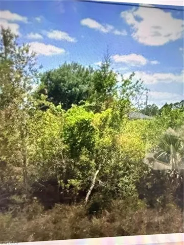 View of tree filled area