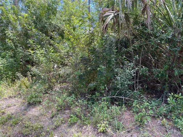 Wooded lot
