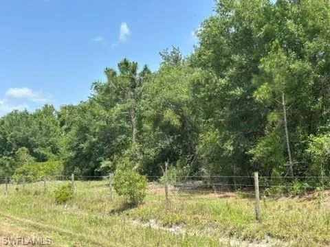 View of tree filled area