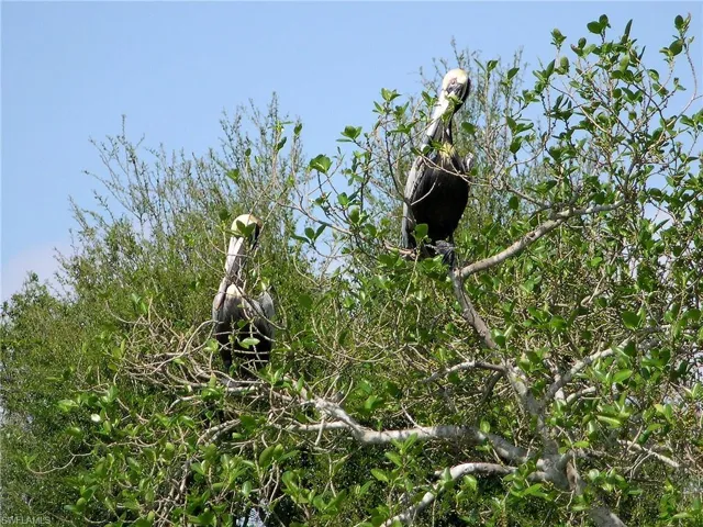 Other Capri Residents