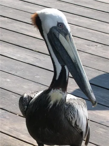 Other Capri Residents