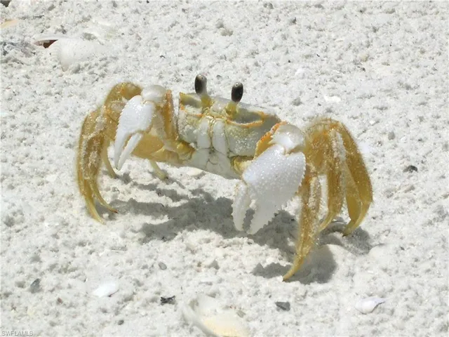 Other Capri Residents